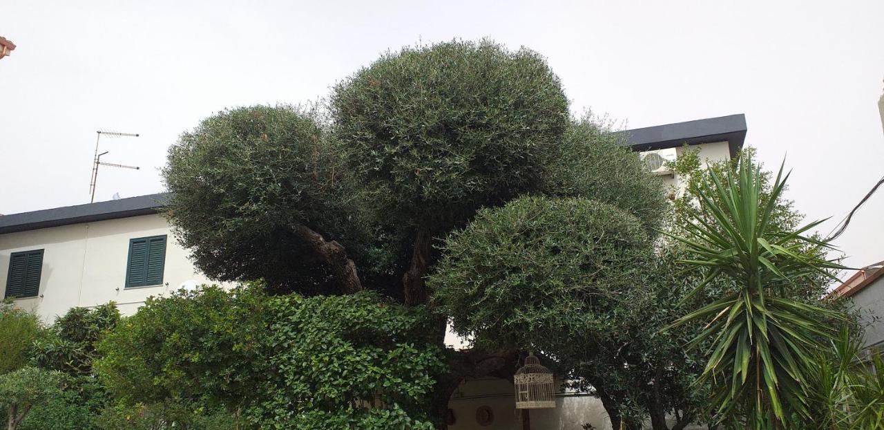 Bed and Breakfast Il Vecchio Ginepro Capoterra Exterior foto